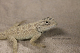 Savigny's Agaam (Agama Savignyi) v.a. €25,-