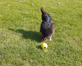 Kippenspeelgoed Fun Ball