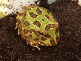 Pacman / Hoornkikker / Ceratophrys Cranwelli Groen v.a. €35,-