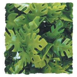 Zoomed Natural Bush - Amazonian Phyllo - Medium - 46cm