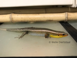 Eutropis Multifasciata / Veelstreepskink v.a. €25,00