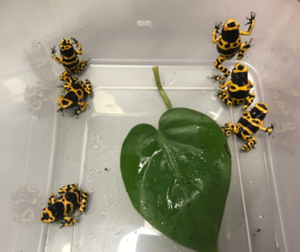 Bijengifkikker (Dendrobates Leucomelas) €55,-
