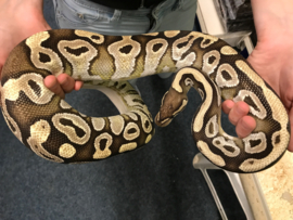 Koningspython (Python Regius Mojave)