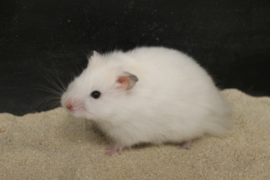 Syrische Hamster (Goudhamster) €15,-