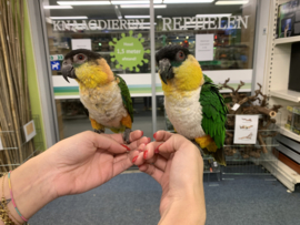 Caique €600,-