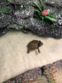 Zaagrugschildpad (Graptemys Pseudogeographica) v.a. €35,-