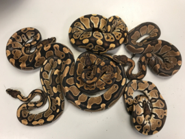 Koningspython (Python Regius) €95,-