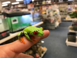 Roodoogmakikikker (Agalychnis callidryas) v.a. €35,-