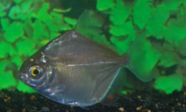 Zilveren Schijfzalm / Metynnis Hypsauchen / Herbivoor Piranha €9,50