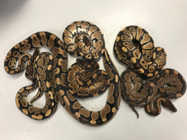 Koningspython (Python Regius) €95,-