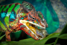 Panterkameleon (Furcifer Pardalis) 