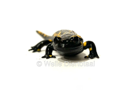 Vuursalamander / Salamandra S. Salamandra 