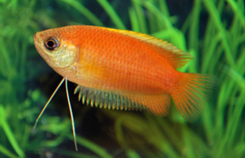 Honinggourami