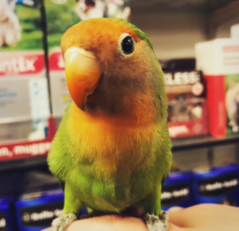 Agapornis Roseicollis | Agapornis Personata €25,-