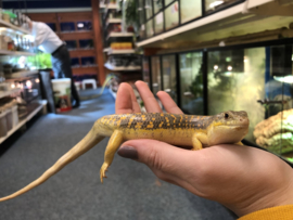 Berberskink (Eumeces schneideri) v.a. €55,-