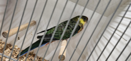 Stanley Rosella / Platycercus Icteroti €35,-