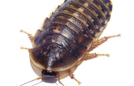 Doosje Kakkerlakken - Blaptica Dubia