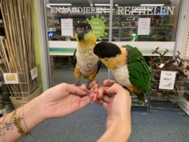 Caique €600,-