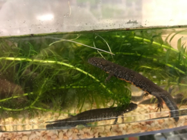 Donau Kamsalamander (Triturus Dobrogicus) v.a. €15,-