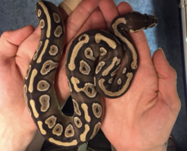 Koningspython (Python Regius Mojave)