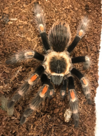 Mexicaanse Oranjeknievogelspin (Brachypelma Auratum) v.a. €25,-