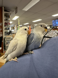 Agapornis Roseicollis | Agapornis Personata €25,-