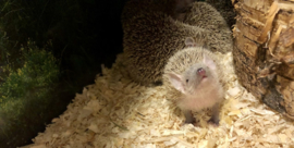 Kleine Tenrec Egel v.a. €100,-