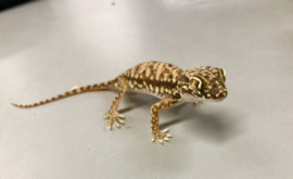 Stenodactylus Petri (Dunvingergekko) v.a. €15,-