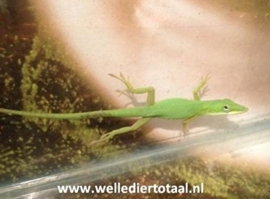 Roodkeelanolis (Anolis Carolinensis) man €19,- / vrouw €35,-