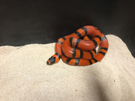 Koningsslang (Lampropeltis Triangulum Hondurensis Tangerine) v.a. €45,-