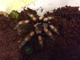 Mexicaanse roodknievogelspin (Tliltocatl Hamori (Voorheen Brachypelma Smithi) v.a. €55,- (vanaf prijs i.v.m. formaat dier)