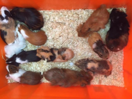 Cavia Langhaar Vrouw €34,50