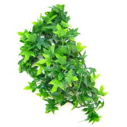 Zoomed Natural Bush - Congo Ivy -Small - 36cm