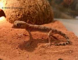 Stenodactylus Stenodactylus | Dunvingergekko v.a. €15,-