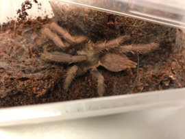 Chilobrachys Huahini (Thaise Vogelspin) v.a. €45,-