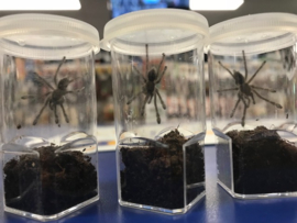 Poecilotheria Metallica v.a. €95,-