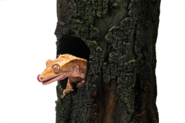 Gecko Boom Meerkleurig 24,8x16,2x25,4 cm