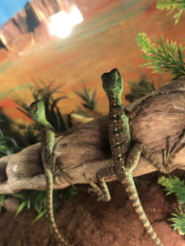 Helmbasilisk (Basiliscus Plumifrons) v.a. €35,-