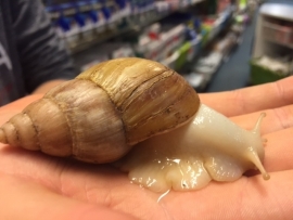 Witte Reuzenslak (Achatina fulica jadatzi) v.a. €15,-