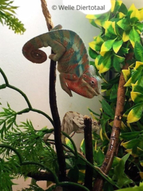 Panterkameleon (Furcifer Pardalis) v.a. €50,- (v) / €300,- (m)