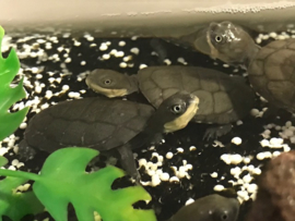 Afrikaanse Moerasschildpad (Pelomedusa Subrufa) v.a. €25,-