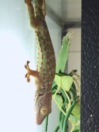 Tokeh (Gecko gekko) v.a. €75,-