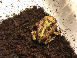 Pacman / Hoornkikker / Ceratophrys Cranwelli Groen v.a. €35,-