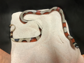 Koningsslang (Lampropeltis Triangulum Stuarti 'Aberant' High White) v.a. €75,-