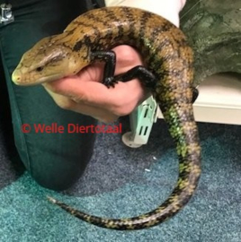 Blauwtongskink (Tiliqua sp.) v.a. €250,-