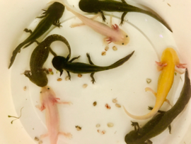 Axolotl / Ambystoma Wit v.a. €15,-