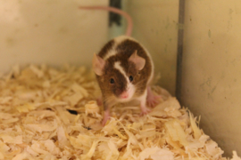 Muis Bont/Gekleurd €7,50