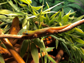 Pauwoogdaggekko | Phelsuma Quadriocellata v.a. €65,-