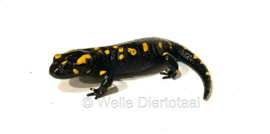 Vuursalamander / Salamandra S. Salamandra v.a. €50,-