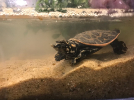 Woeste Drieklauw Weekschildpad (Apalone Ferox) v.a. €25,-